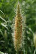 Imagem de Pennisetum alopecuroides