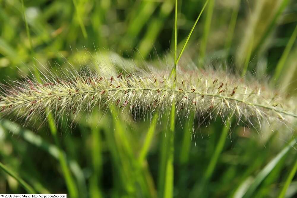 Imagem de Pennisetum alopecuroides