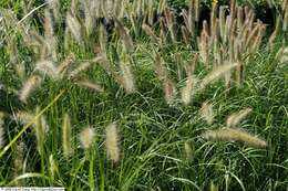 Imagem de Pennisetum alopecuroides