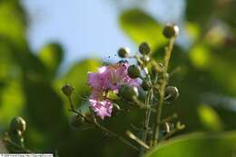 Image of lagerstroemia