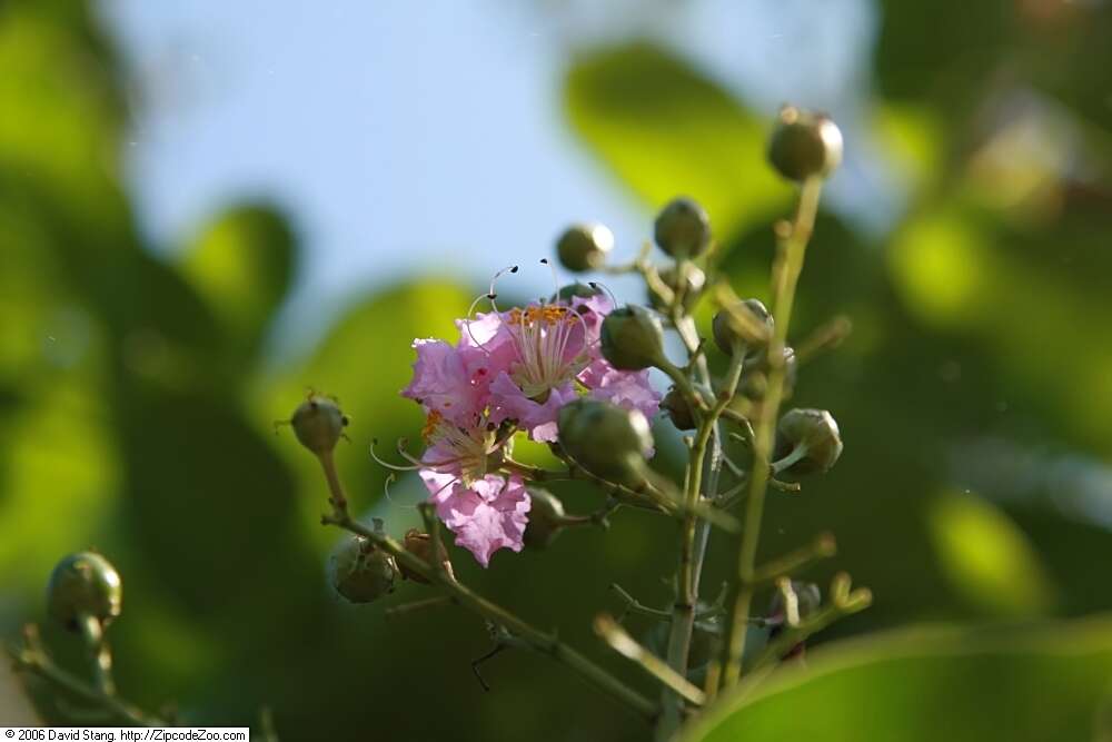 Image of lagerstroemia