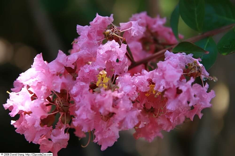 Image of lagerstroemia