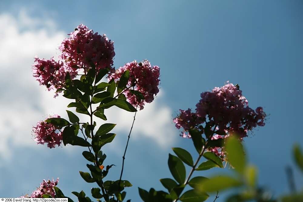 Image of lagerstroemia