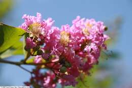 Image of lagerstroemia