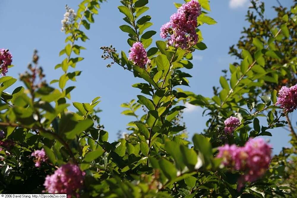 Image of lagerstroemia