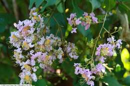 Image of lagerstroemia