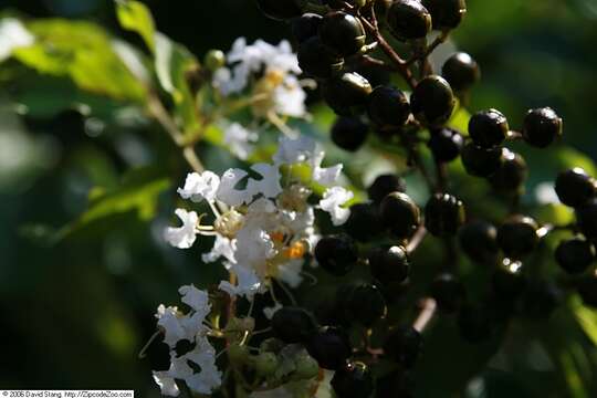 Image of lagerstroemia