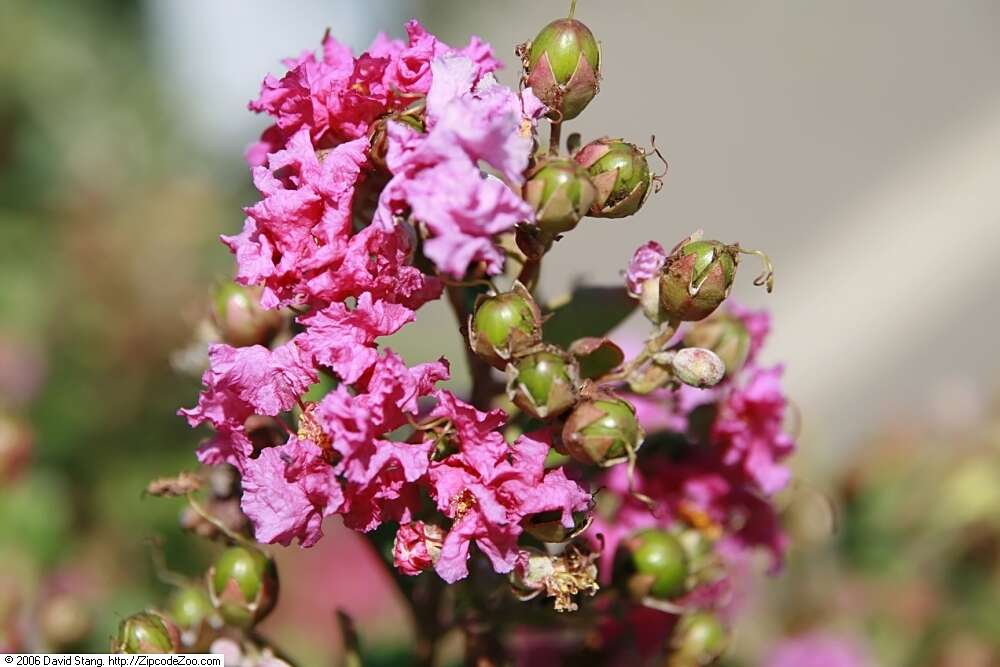 Image of lagerstroemia