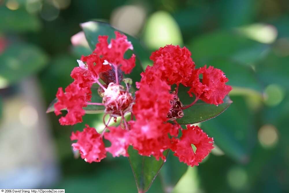 Image of lagerstroemia