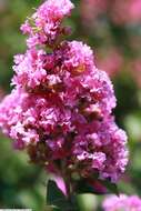 Image of lagerstroemia