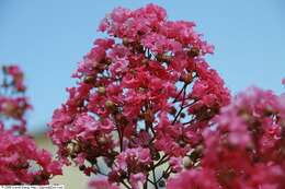 Image of lagerstroemia