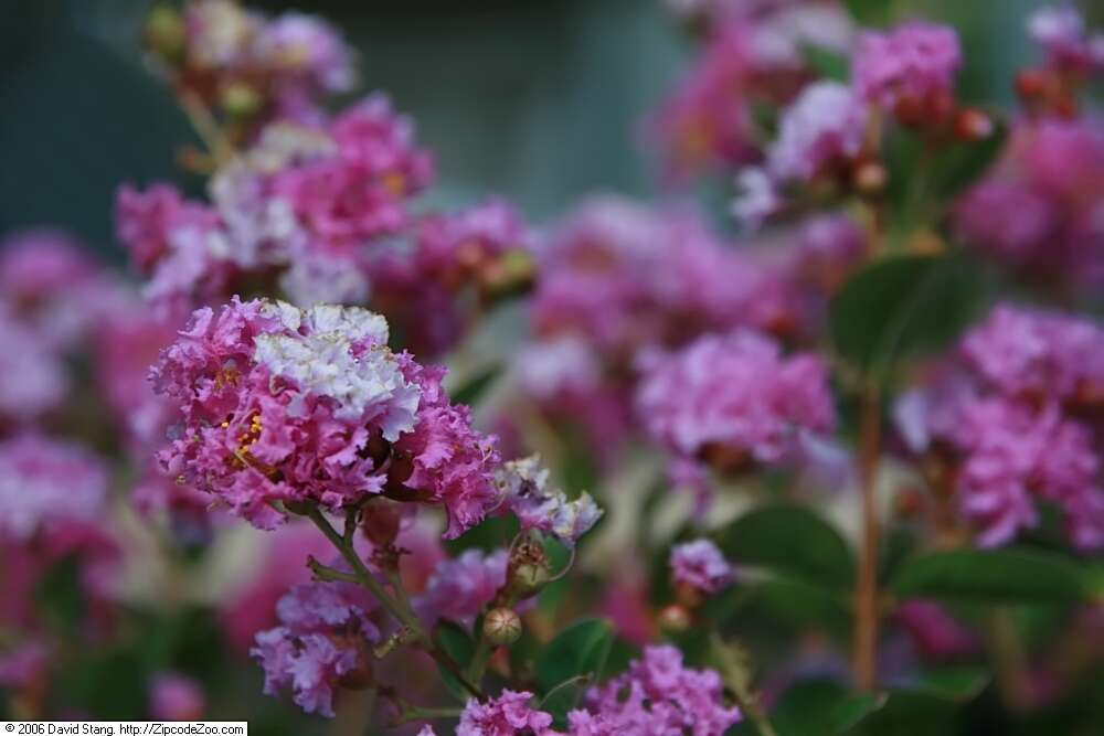 Image of lagerstroemia