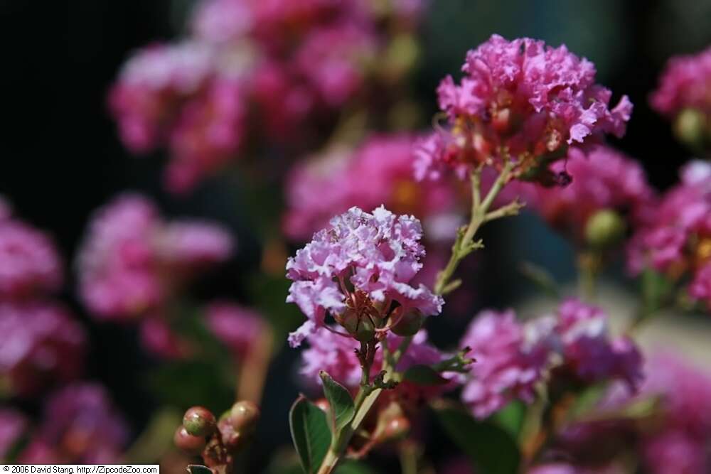 Image of lagerstroemia