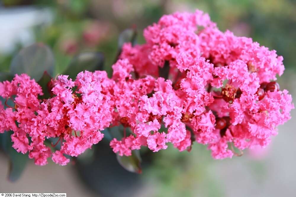 Image of lagerstroemia