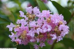 Image of lagerstroemia