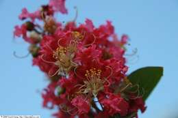 Image of lagerstroemia