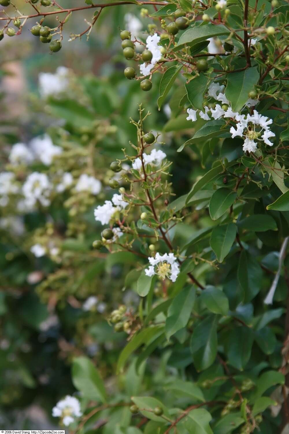 Image of lagerstroemia