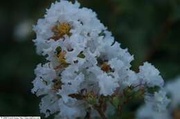 Image of lagerstroemia