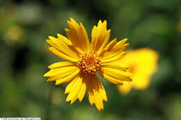 Image of star tickseed