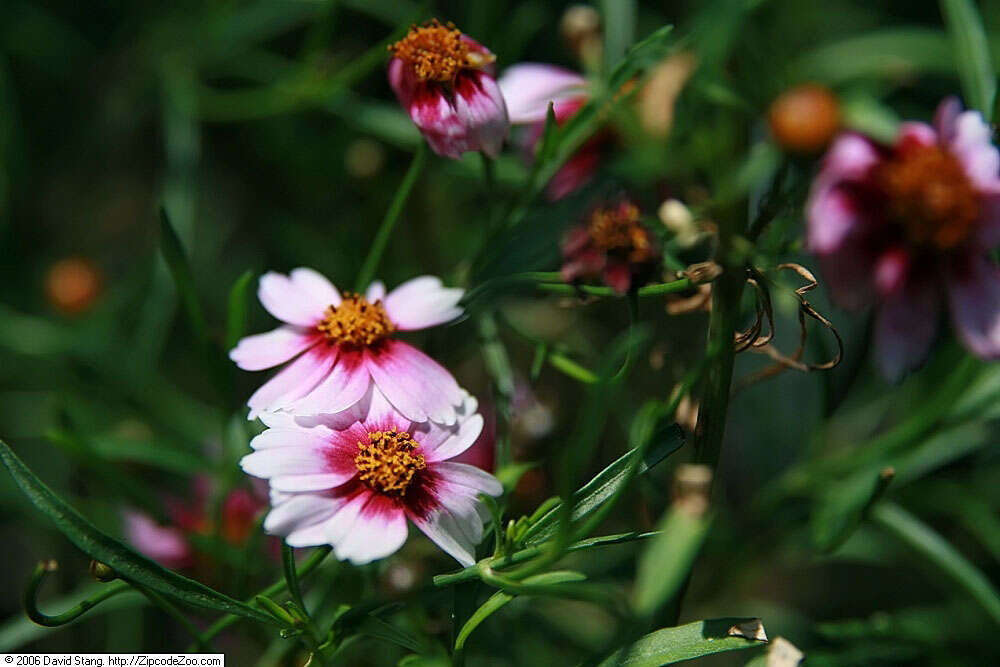 Image of pink tickseed