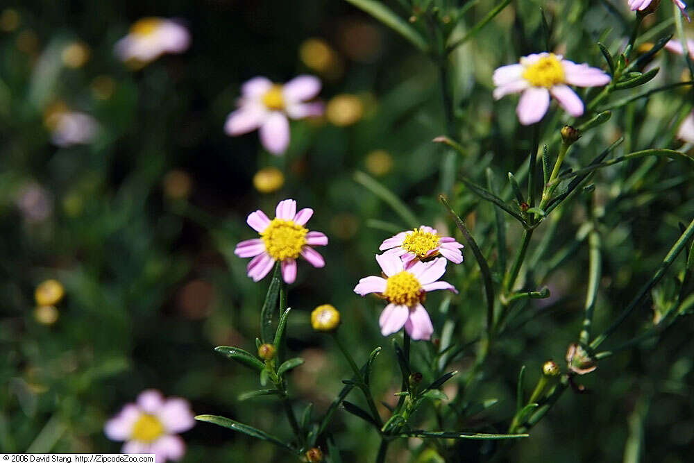 Image of pink tickseed