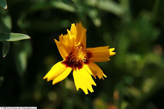 Image of largeflower tickseed