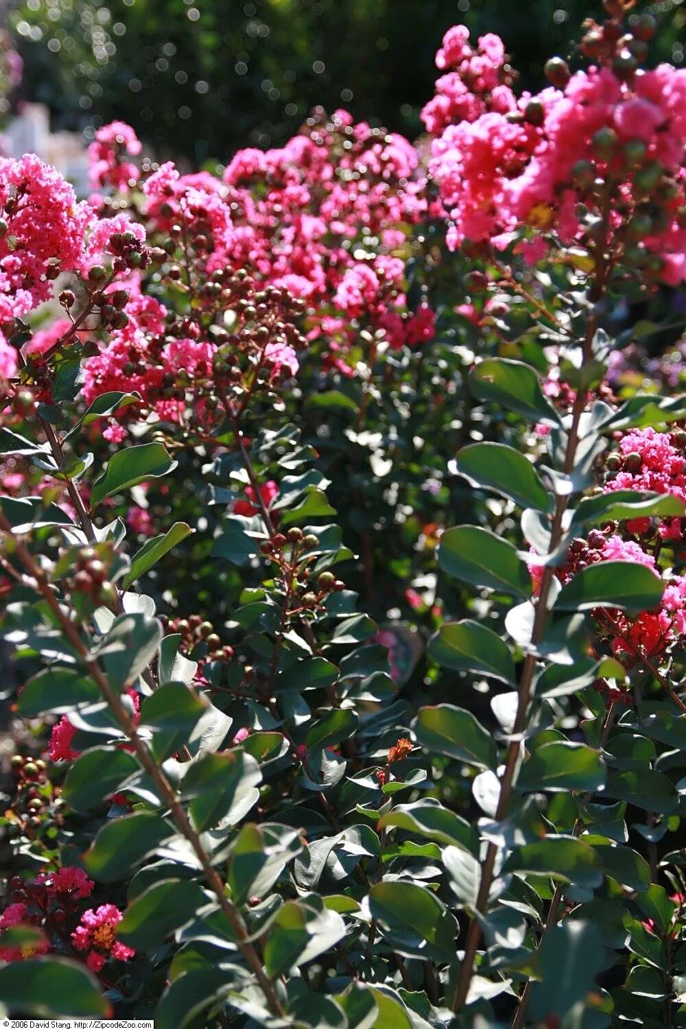 Image of lagerstroemia