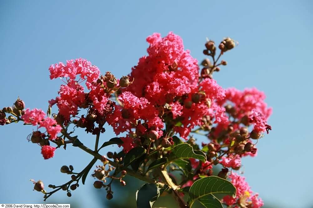 Image of lagerstroemia