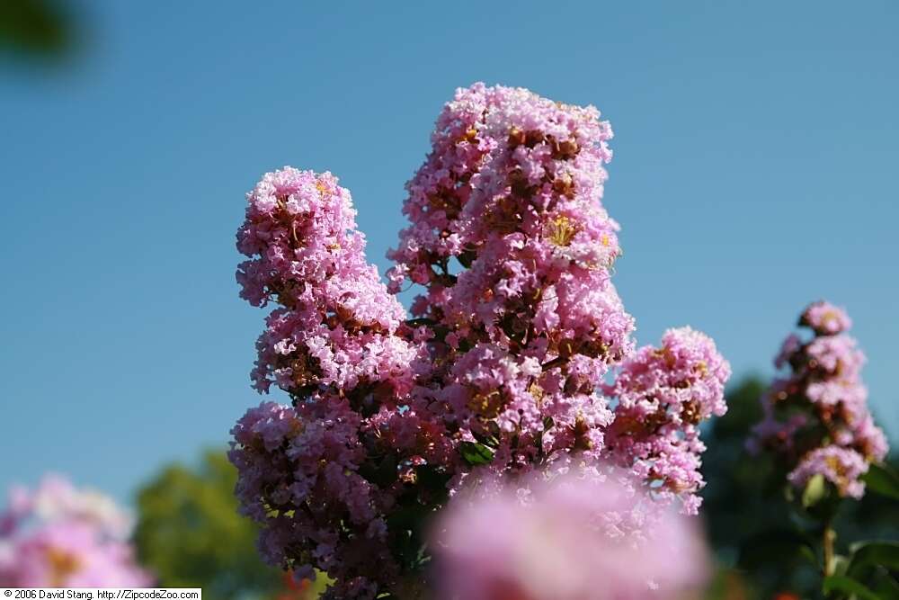 Image of lagerstroemia