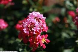 Image of lagerstroemia