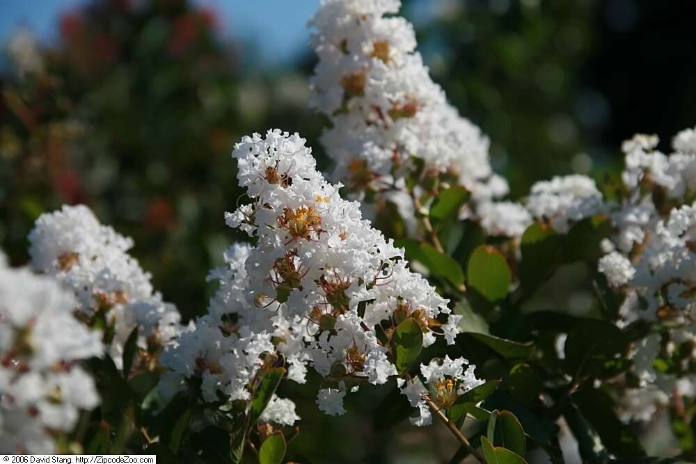 Image of lagerstroemia