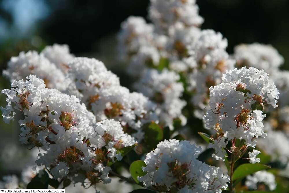 Image of lagerstroemia