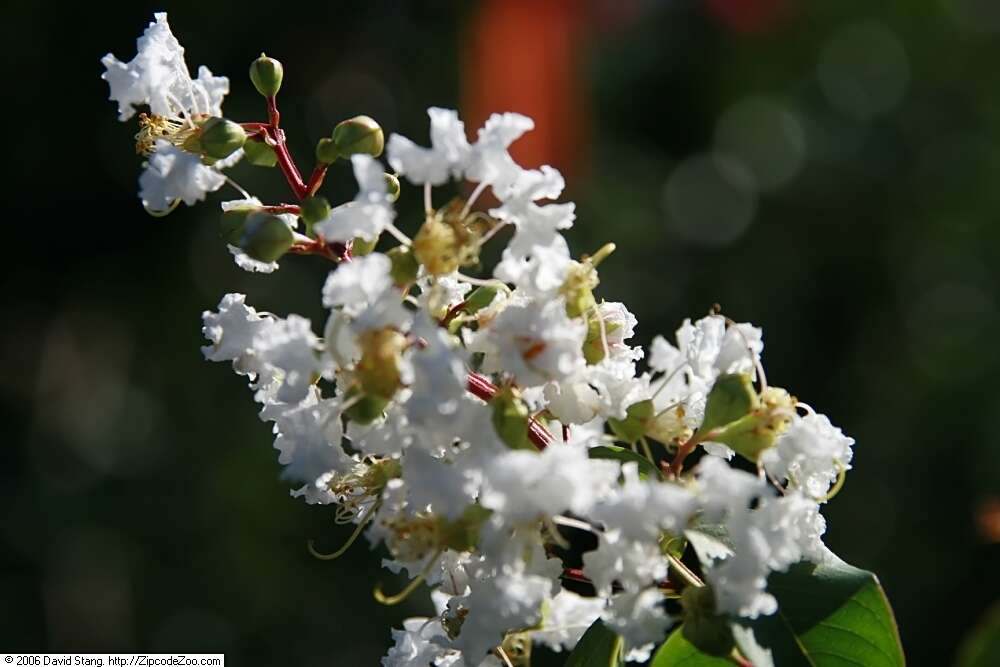 Image of lagerstroemia