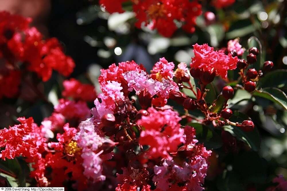 Image of lagerstroemia