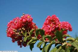 Image of lagerstroemia