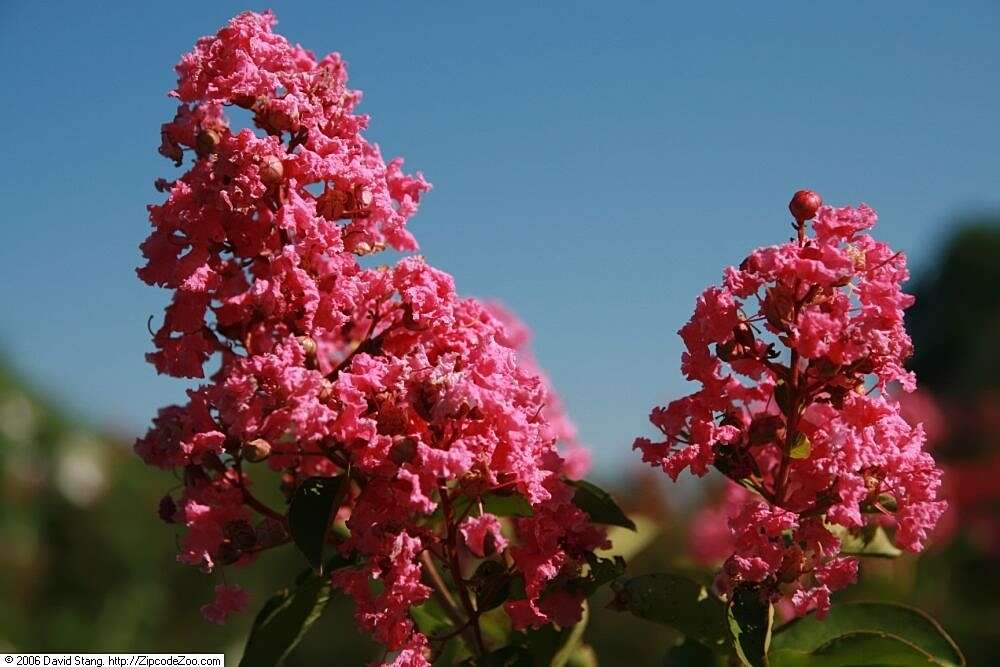 Image of lagerstroemia