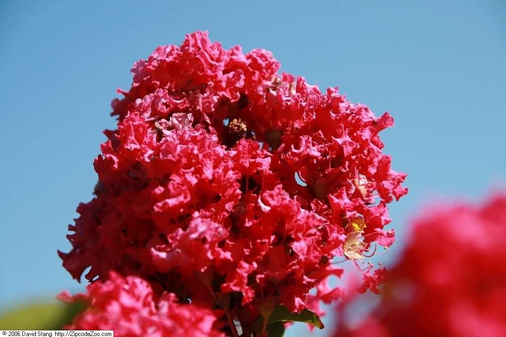 Image of lagerstroemia