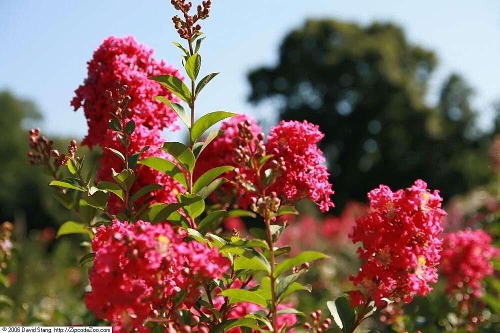 Image of lagerstroemia