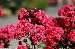 Image of lagerstroemia