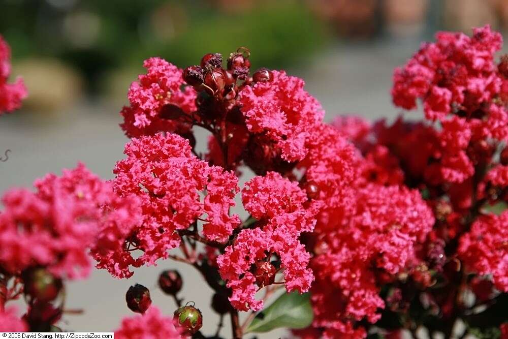 Image of lagerstroemia