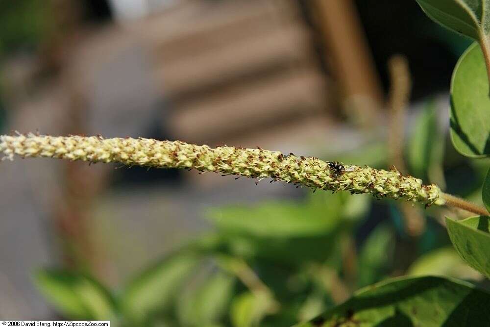 Image of lizard's tail