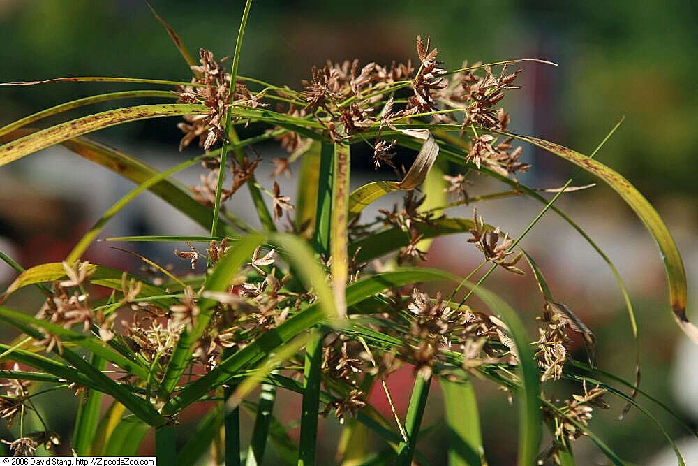 Sivun Cyperus alternifolius L. kuva