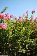 Image of lagerstroemia