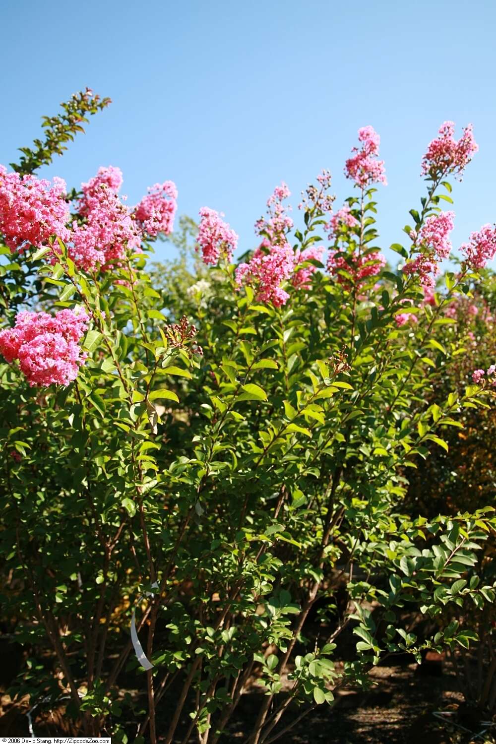 Image of lagerstroemia