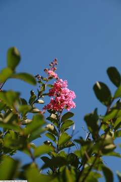 Image of lagerstroemia