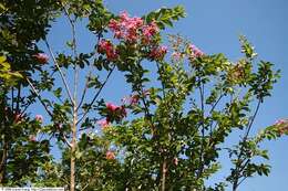 Image of lagerstroemia