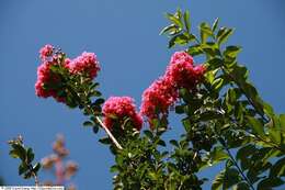 Image of lagerstroemia