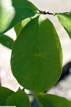 Image of Saucer magnolia