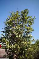 Image of Saucer magnolia