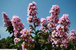 Image of lagerstroemia